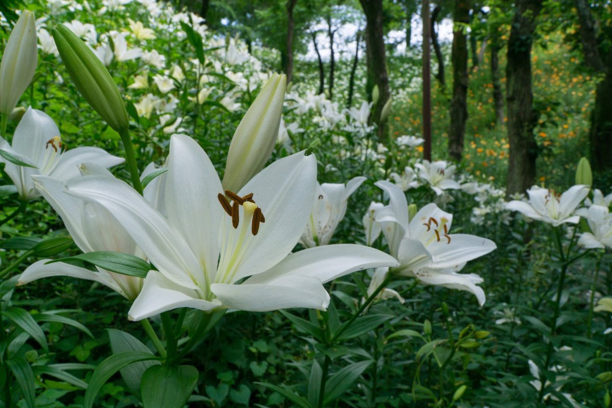 In Spring Rebirth of Lilies in Their Natural Habitat