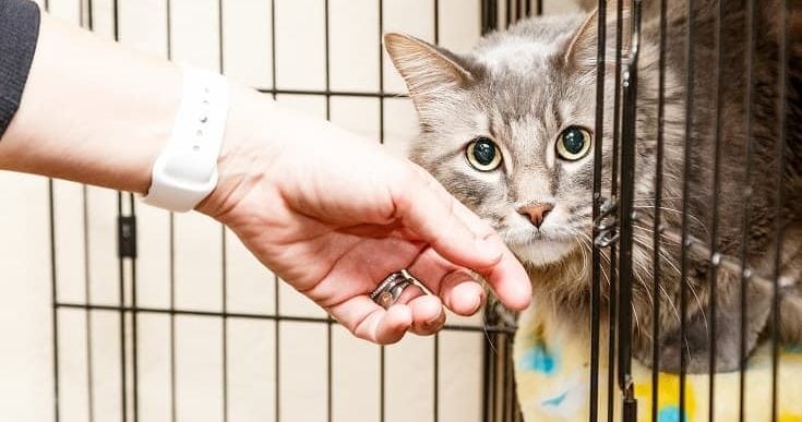 Why Adopting Pets Is Better Than Buying: A Compassionate Choice